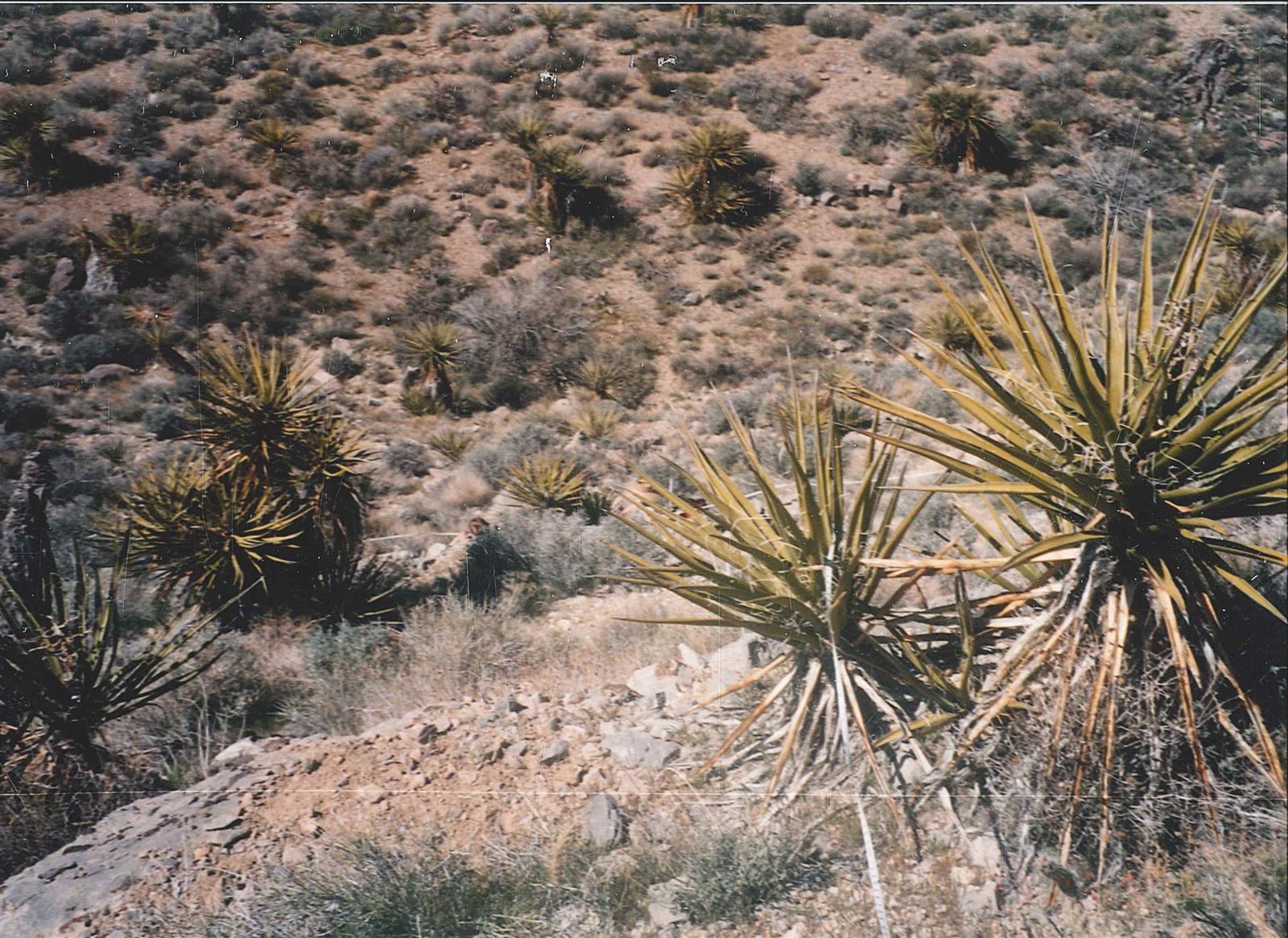 Vegetation and topography of the central Mojave Desert.