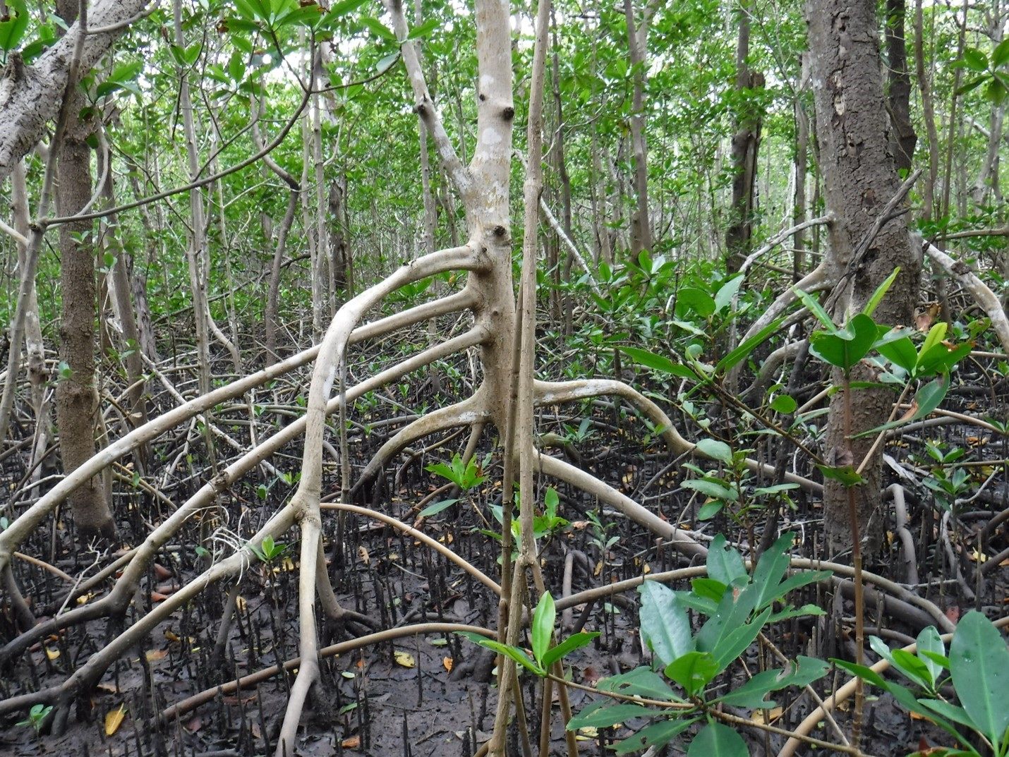A mangrove forest wetland.